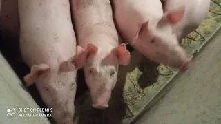 Ціна на живу вагу свиней🐷Ціна на Малих поросят у січні🥶// Ідеальний час для придбання поросят 🐖