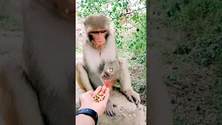 #shorts  Monkey eating very fast #shorts ##youtube #trending #animals