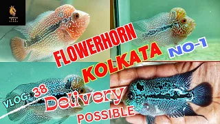 Exploring the Unique World of Flowerhorn Fish in Kolkata vlog-38#viral#video#flowerhorn#trending