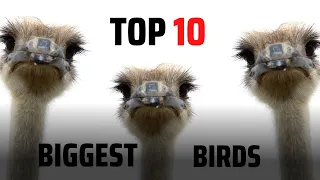 TOP 10 BIGGEST BIRDS In The World