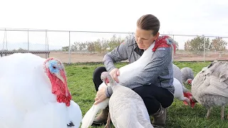 Meet Cuddle Tom, A Turkey Who Likes Hugs