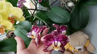 Цвітіння орхідей огляд краса на підвіконні Мої орхідеї