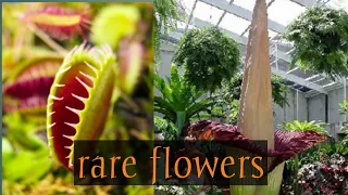 Top Ten Incredibly Rare Flowers You Have Probably Never Seen Ja TV