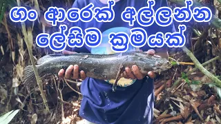 amazing!!! snakehead catching | River Fishing SRI Lanka 🇱🇰  | nilwala river|,