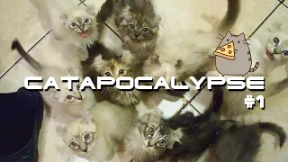 Cats Compilation  Приколы с котами, смешные коты Котопокалипсис Coub #1Catapocalypse Coub #1