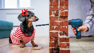 Noisy Neighbors: Can This Dachshund Find Peace?