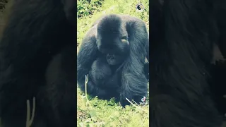 Aye...A Gorilla and A Baby!