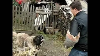 Дрессировка собак. Город Реж Свердловской области. Кавказская овчарка. Защита.