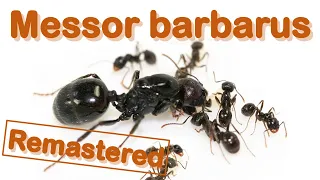 Ant care species guide #1 (Remastered) - Messor barbarus