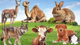 Happy Animal Moment Around Us: Alpaca, Rabbit, Wolf, Cow, Camel, Cat - Wild Animal Sounds