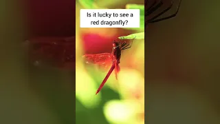 Red Dragonfly Spiritual Meaning