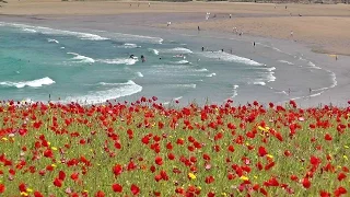 Skylark Bird Song and Nature Sounds - Birds Singing Over The Poppy Fields of Cornwall HD
