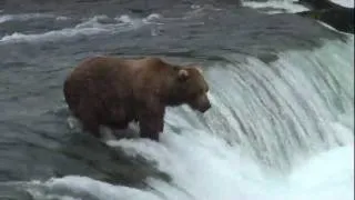 Huge Brown bear catches flying salmon. HD