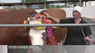 Конкурс красоты для коров в селе Бутучаны