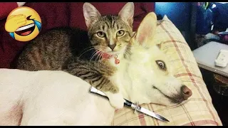 Funny Animal Videos 2023 😂 - Funniest Cats And Dogs Video 😺