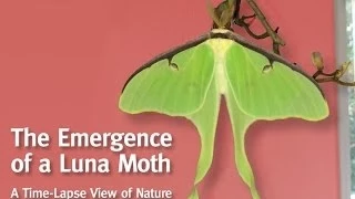 A Luna Moth Emerges From Her Cocoon