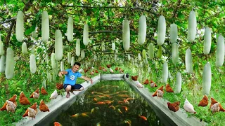 HARVESTING ORGANIC VEGETABLES! Incredible Methods for Growing & Harvesting Squash Combined with Fish