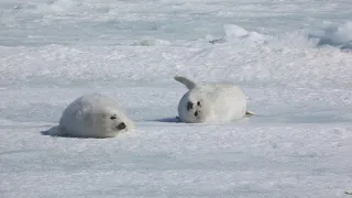 A baby seal, its mother already separated from her pup, is left on the ice. She is too fat to move.