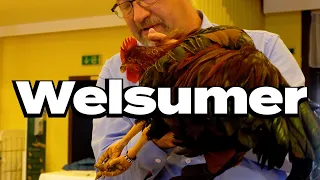 Welsumer Hühner Tierbesprechung auf dem Züchtertag 2022