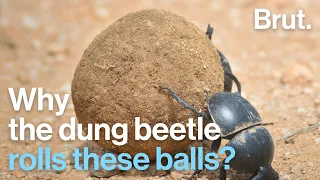 Why The Dung Beetle Is Rolling This Ball