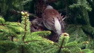 Лесной дрозд выращивает птенцов. Часть 1. A bird in the wild. Part 1.