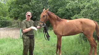 Обучение жеребенка. Мягкие методы. HX.foal training