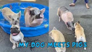 My Dog Met A Pig! | The CUTEST Interaction! 🥰🥰