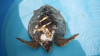 Day Trip to the Turtle Hospital in the Florida Keys