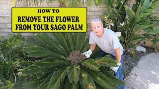 HOW TO TRIM & REMOVE THE FLOWER FROM YOUR CYCAS REVOLUTA ( SAGO PALM )