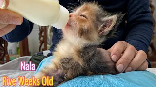 FUNNIEST Pet Bloopers. The Orphaned Kitten Is Growing Up Eating A Lot Of Baby Food