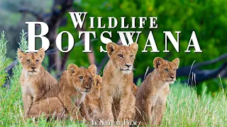 Nature Film 4K Video Ultra HD: Amazing Wildlife of Botswana - Scenic Wildlife Film With Real Sounds
