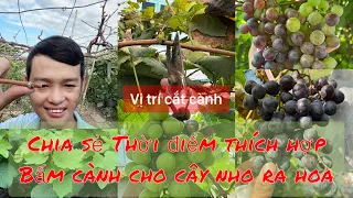 Chia sẻ thời điểm thích hợp bấm cành cây nho ra hoa, cây nho giống chuẩn #làmvườn