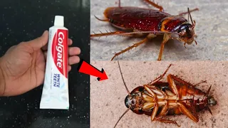 COLGATE MAGIC | How To Kill COCKROACH Within 5 minutes || Home Remedy ||Magic Ingredient | Mr. Maker