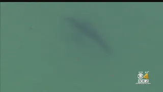 Sharks Spotted At 5 Cape Cod Beaches