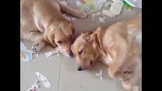 Собаки разгромили дом
