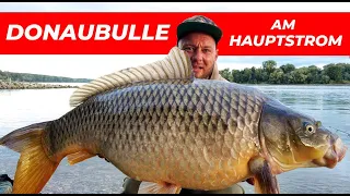 Karpfenangeln am Fluss in Österreich | DONAUBULLE AM HAUPTSTROM | tipps, tricks, carpfishing (2023)