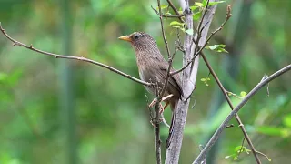 阿宏的鳥事件...........台灣畫眉