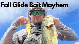 Insane Afternoon of Glide Bait Fishing! (KGB Chad Shad)