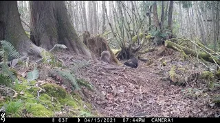 Trail cam 2 week compilation Birch Bay WA