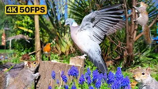 Cat TV for Cats to Watch 😸 Birds & Squirrels Amongst the Flowers 🕊️ Bird Videos for Cats 4K