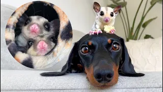 Our 4 Sugar Gliders| Dachshund & Sugar Gliders.