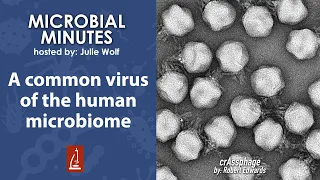 A common virus of the human microbiome