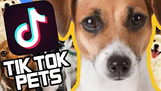 Cute,Funny Animal Tik Toks to Brighten Up your Day 😂 🥰