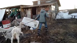 Коза не отдаёт молоко. Отучаю козлят от мамки.