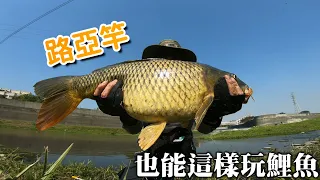 用路亞竿也能這樣釣鯉魚