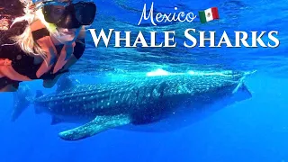 Swimming with Whale Sharks Cancun | Mexico is Open for Tourism