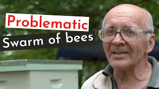 Beekeeping For Beginners - Problematic Swarm Of Bees