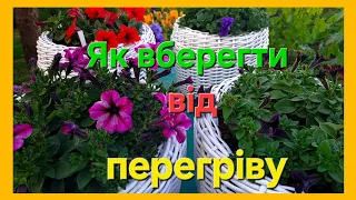 Як вберегти квіти від перегріву в кашпо!☝️#петунія #українськийконтент#українськийконтент #квіти