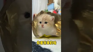 cute cat videos 🥰🥰 - a beautiful animal videos 🥰 #186 #cutecat