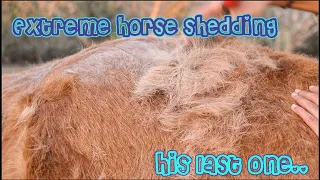 Horse's Last Extreme Shedding [ASMR]